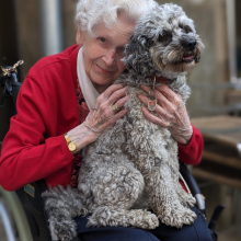 Cockapoo Elvis auf dem Schoß von Käthe Hunecke. Foto: Claudia Sucker