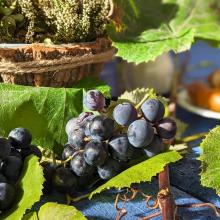 Weinreben als Tischdekoration im Altenpflegeheim St. Paulus.